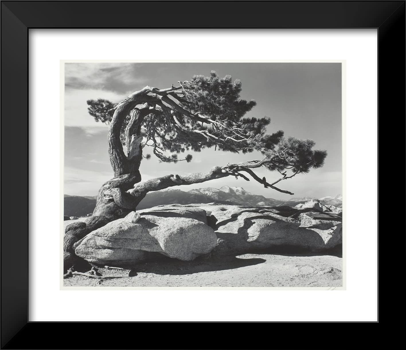 額装品/Pine Forest in /エンボスマーク/アンセルアダムス 額装品/Pine